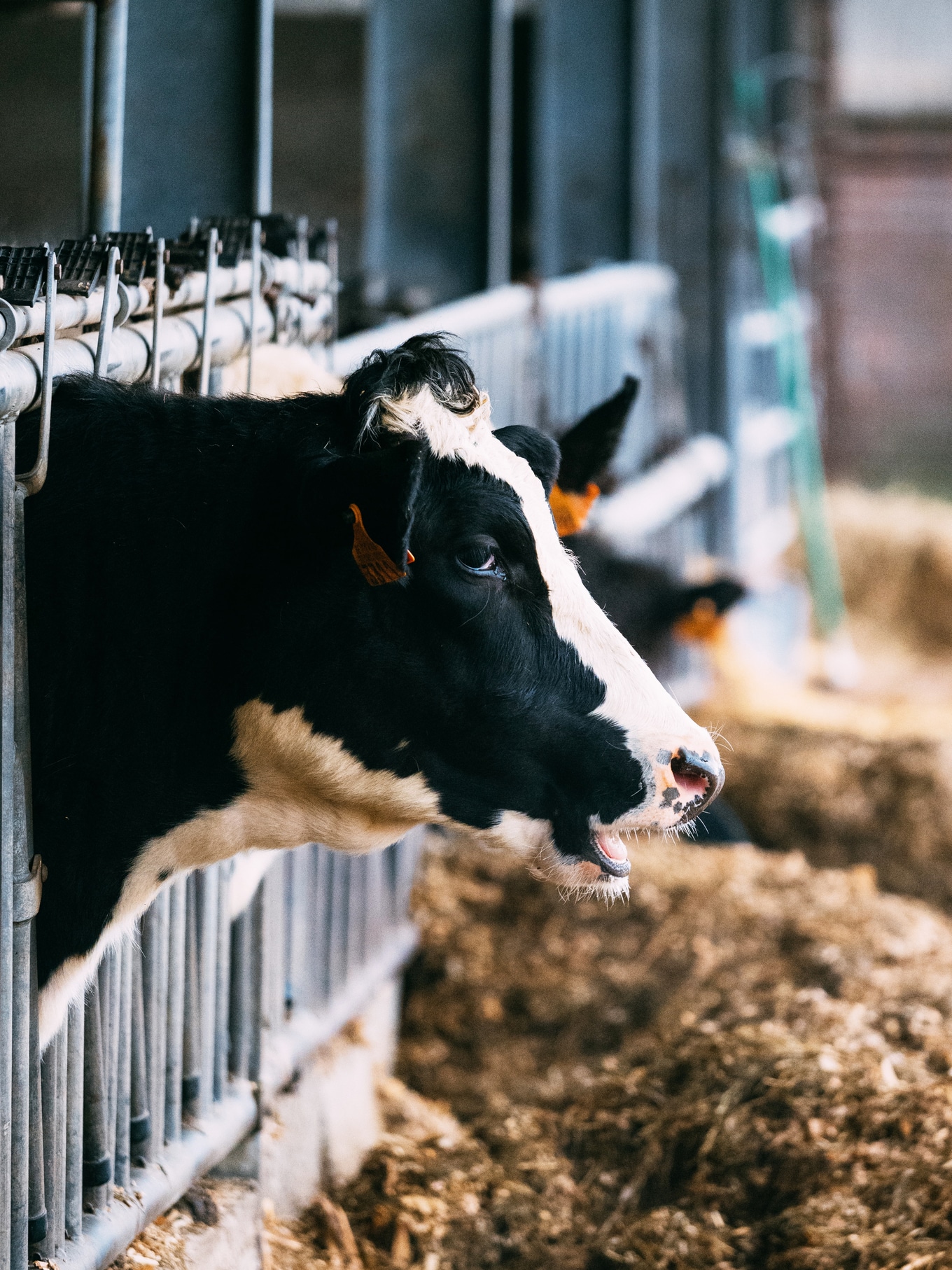 VegNews.CowFactoryFarm.Unsplash