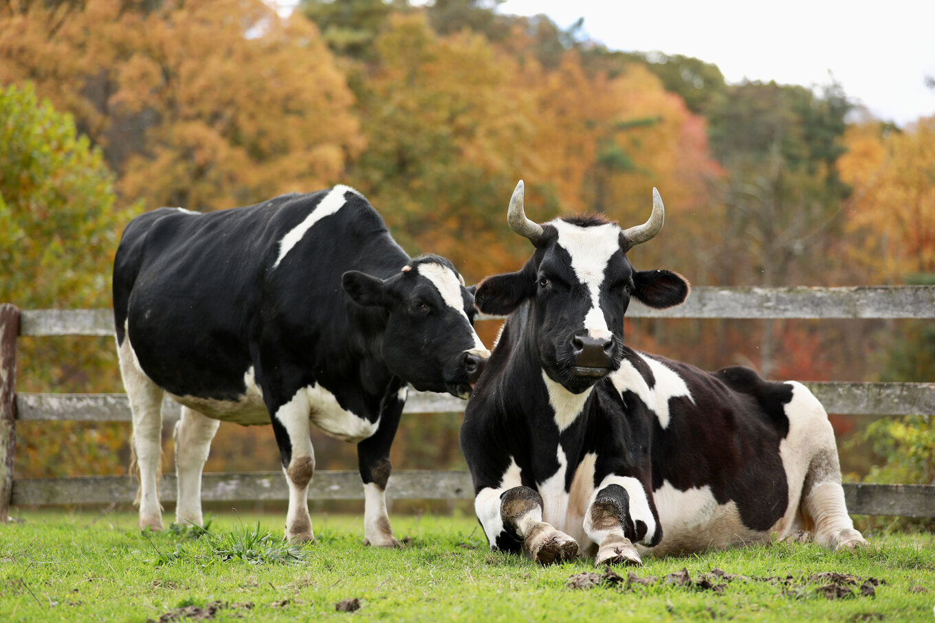 VegNews.RescuedCows.CatskillAnimalSanctuary